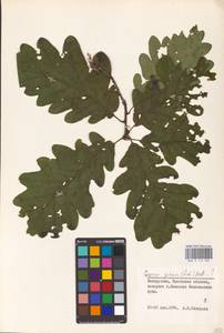 Quercus petraea (Matt.) Liebl., Eastern Europe, Belarus (E3a) (Belarus)