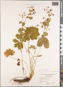 Alchemilla altaica Juz., Eastern Europe, Central forest region (E5) (Russia)