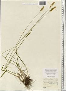 Anthoxanthum odoratum L., Caucasus, Stavropol Krai, Karachay-Cherkessia & Kabardino-Balkaria (K1b) (Russia)