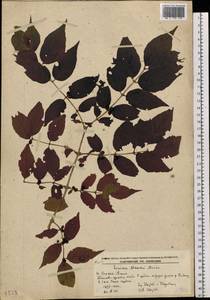Lonicera maackii (Rupr.) Maxim., Siberia, Russian Far East (S6) (Russia)