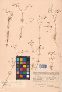 Spergula arvensis L., Eastern Europe, Western region (E3) (Russia)