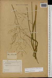Glyceria arundinacea Kunth, Eastern Europe, Rostov Oblast (E12a) (Russia)