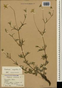 Lomelosia argentea (L.) Greuter & Burdet, Crimea (KRYM) (Russia)
