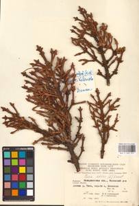 Picea abies (L.) H.Karst., Eastern Europe, West Ukrainian region (E13) (Ukraine)