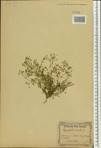 Psammophiliella muralis (L.) lkonn., Eastern Europe, North Ukrainian region (E11) (Ukraine)