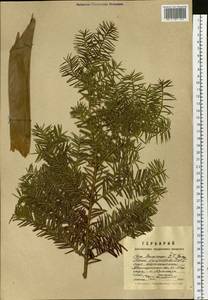 Taxus cuspidata Siebold & Zucc., Siberia, Russian Far East (S6) (Russia)