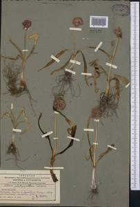 Allium platyspathum Schrenk, Middle Asia, Northern & Central Tian Shan (M4) (Kazakhstan)