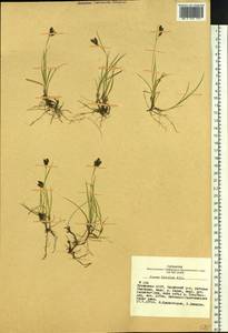 Carex bicolor Bellardi ex All., Siberia, Altai & Sayany Mountains (S2) (Russia)
