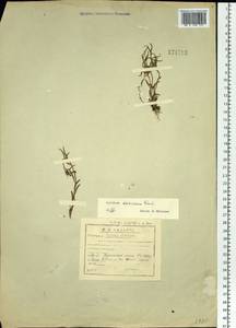 Epilobium davuricum Fisch. ex Hornem., Siberia, Baikal & Transbaikal region (S4) (Russia)