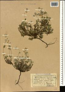 Helianthemum buschii (Palib.) Juz. & Pozd., Caucasus, Black Sea Shore (from Novorossiysk to Adler) (K3) (Russia)