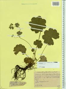 Alchemilla gibberulosa H. Lindb., Eastern Europe, Middle Volga region (E8) (Russia)