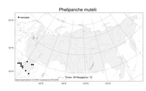 Phelipanche mutelii (F. W. Schultz) Pomel, Atlas of the Russian Flora (FLORUS) (Russia)