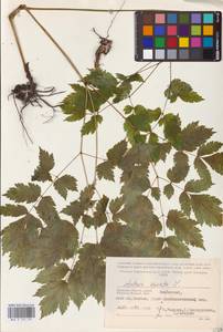 Actaea spicata L., Eastern Europe (no precise locality) (E0)