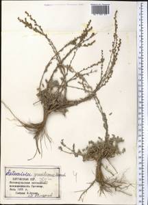 Artemisia gracilescens Krasch. & Iljin, Middle Asia, Northern & Central Tian Shan (M4) (Kyrgyzstan)