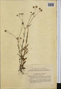 Valerianella coronata (L.) DC., Western Europe (EUR) (Slovakia)