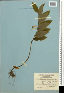 Polygonatum glaberrimum K.Koch, Caucasus, South Ossetia (K4b) (South Ossetia)