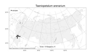 Taeniopetalum arenarium (Waldst. & Kit.) Tikhom., Atlas of the Russian Flora (FLORUS) (Russia)