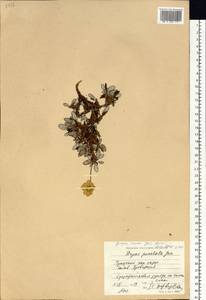 Dryas octopetala subsp. incisa (Juz.) Malyschev, Siberia, Chukotka & Kamchatka (S7) (Russia)