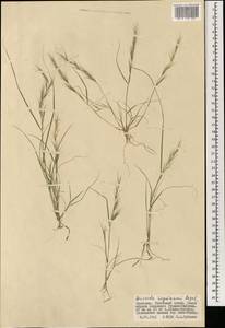 Aristida adscensionis L., Mongolia (MONG) (Mongolia)