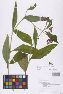 Symphytum tanaicense Steven, Eastern Europe, Central forest-and-steppe region (E6) (Russia)