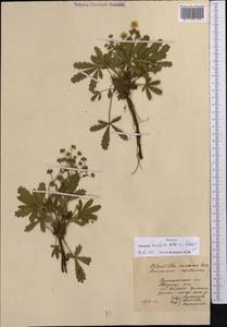 Potentilla humifusa Willd., Middle Asia, Northern & Central Kazakhstan (M10) (Kazakhstan)