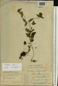 Clinopodium vulgare L., Eastern Europe, Volga-Kama region (E7) (Russia)