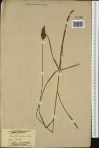 Carex disticha Huds., Western Europe (EUR) (Poland)