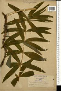 Polygonatum verticillatum (L.) All., Caucasus, Azerbaijan (K6) (Azerbaijan)