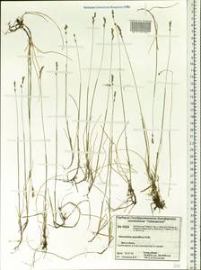 Anthoxanthum arcticum Veldkamp, Siberia, Central Siberia (S3) (Russia)