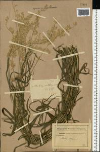 Melica altissima L., Eastern Europe, Rostov Oblast (E12a) (Russia)