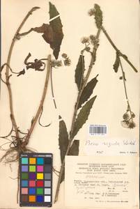 Picris hieracioides subsp. hieracioides, Eastern Europe, West Ukrainian region (E13) (Ukraine)