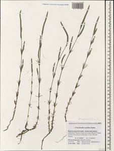 Crucianella angustifolia L., Caucasus, Krasnodar Krai & Adygea (K1a) (Russia)