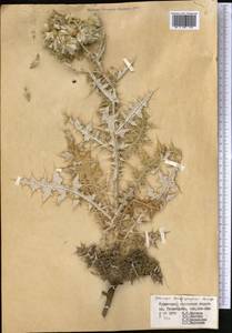 Echinops leucographus Bunge, Middle Asia, Kopet Dag, Badkhyz, Small & Great Balkhan (M1) (Turkmenistan)