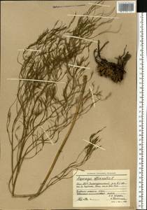 Asparagus officinalis L., Eastern Europe, Eastern region (E10) (Russia)