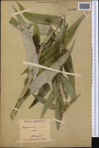 Sonchus palustris L., Middle Asia, Northern & Central Kazakhstan (M10) (Kazakhstan)