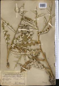 Echinops chantavicus Trautv., Middle Asia, Western Tian Shan & Karatau (M3) (Kazakhstan)