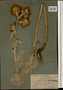 Onopordum acanthium L., Caucasus, Armenia (K5) (Armenia)