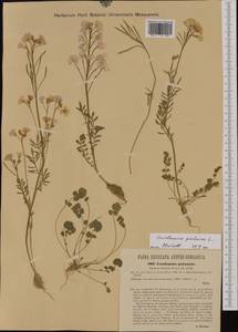 Cardamine pratensis L., Western Europe (EUR) (Austria)