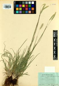 Phleum phleoides (L.) H.Karst., Siberia, Baikal & Transbaikal region (S4) (Russia)