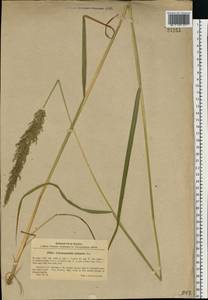 Calamagrostis obtusata Trin., Eastern Europe, Volga-Kama region (E7) (Russia)