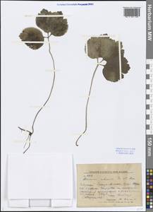 Anemone udensis Trautv. & C. A. Mey., Siberia, Russian Far East (S6) (Russia)