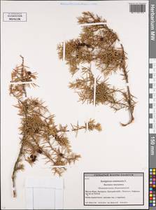 Juniperus communis L., Eastern Europe, Belarus (E3a) (Belarus)
