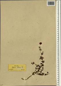 Dorycnium pentaphyllum subsp. herbaceum (Vill.)Rouy, South Asia, South Asia (Asia outside ex-Soviet states and Mongolia) (ASIA) (Turkey)