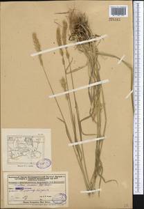 Trisetum spicatum (L.) K.Richt., Middle Asia, Dzungarian Alatau & Tarbagatai (M5) (Kazakhstan)