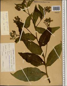 Symphytum officinale L., Caucasus, Armenia (K5) (Armenia)