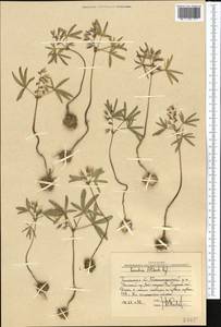 Gymnospermium alberti (Regel) Takht., Middle Asia, Western Tian Shan & Karatau (M3) (Uzbekistan)