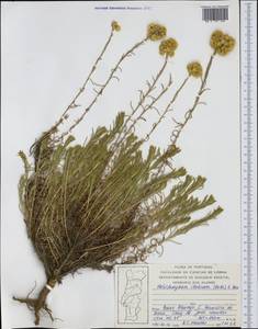 Helichrysum italicum (Roth) G. Don, Western Europe (EUR) (Portugal)