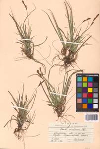 Carex ericetorum Pollich, Eastern Europe, Middle Volga region (E8) (Russia)