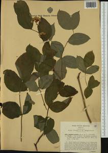 Staphylea pinnata L., Western Europe (EUR) (Italy)