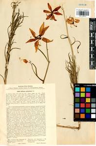 Lilium pumilum Redouté, Siberia, Baikal & Transbaikal region (S4) (Russia)